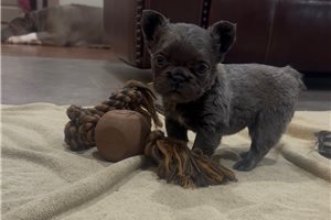 Luna - puppy for sale