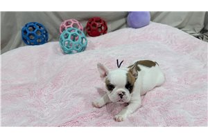 Charlotte - French Bulldog for sale