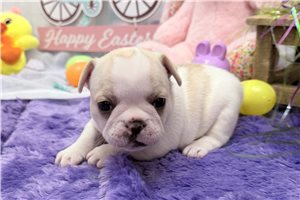 Crystal - French Bulldog for sale