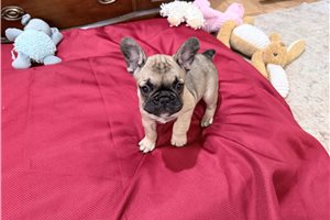 Nora - French Bulldog for sale