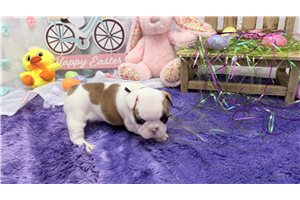 Charlotte - French Bulldog for sale
