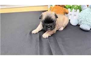 Nathan - puppy for sale