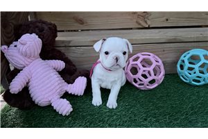 Caitlin - French Bulldog for sale