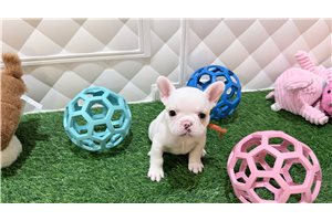 Carina - French Bulldog for sale