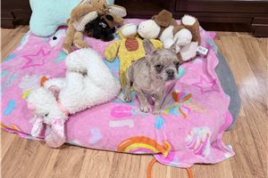 Layla - French Bulldog for sale