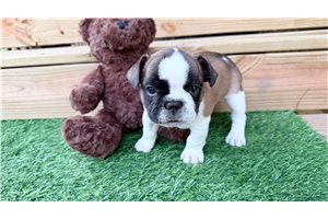 Camden - French Bulldog for sale