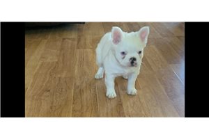 Aria - French Bulldog for sale