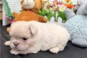 Noah - puppy for sale