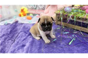 Lydia - French Bulldog for sale