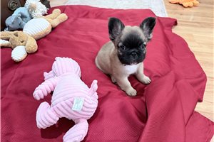 Nathan - French Bulldog for sale