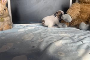 Colt - French Bulldog for sale