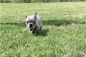 Leilani - French Bulldog for sale