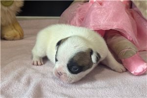 Colt - puppy for sale