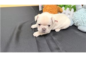 Naomi - puppy for sale