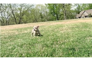 Layla - French Bulldog for sale