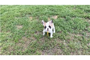 Colt - French Bulldog for sale