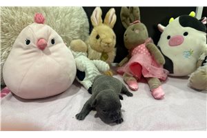 Lily - puppy for sale