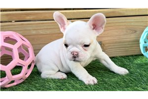 Carol - French Bulldog for sale
