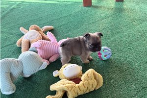 Natalie - French Bulldog for sale