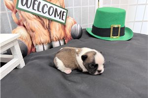 Camden - puppy for sale