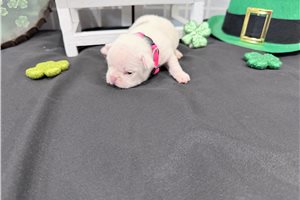 Caitlin - puppy for sale