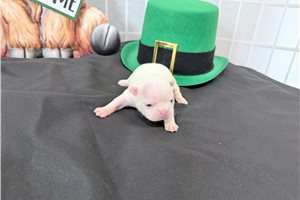 Carina - French Bulldog for sale