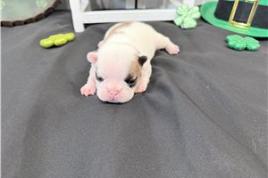 Charlotte - puppy for sale