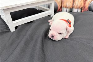 Crystal - puppy for sale