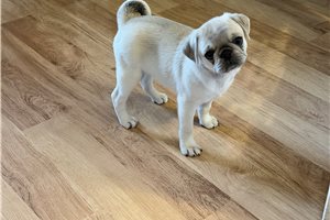 Bantam - Pug for sale