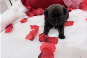 Banjo - puppy for sale