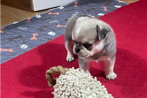 Oliver - puppy for sale