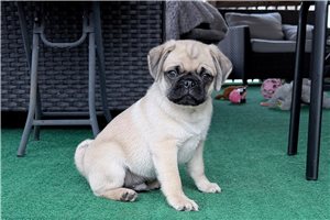 Bari - Pug for sale