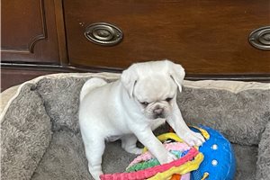 Opal - puppy for sale