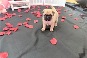 Basha - puppy for sale