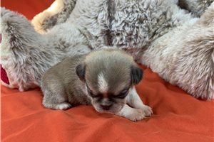 Judith - puppy for sale