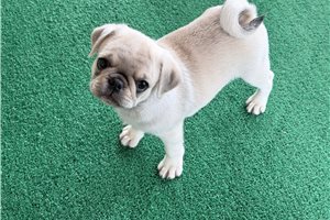 Bantam - Pug for sale