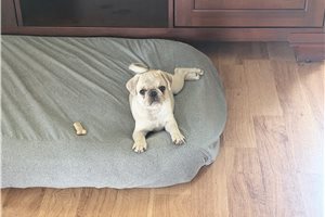 Bantam - Pug for sale