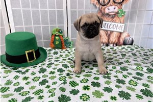 Bari - Pug for sale
