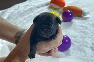 Odette - puppy for sale