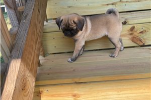 Orchid - Pug for sale