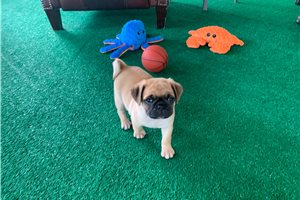 Leroy - puppy for sale