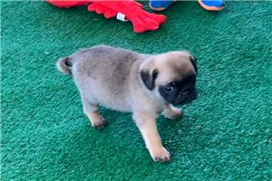 Kingston - puppy for sale