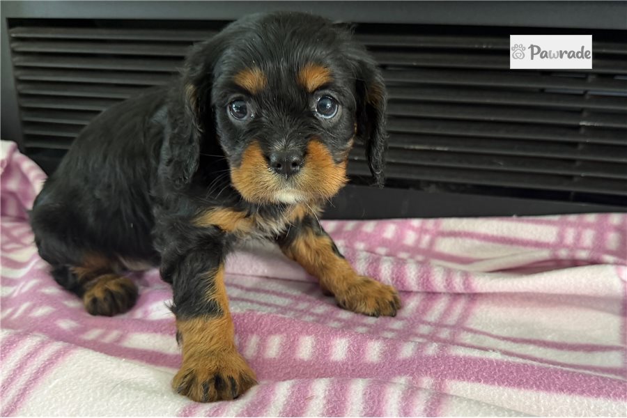 Thelma, female Cavalier King Charles Spaniel puppy for sale