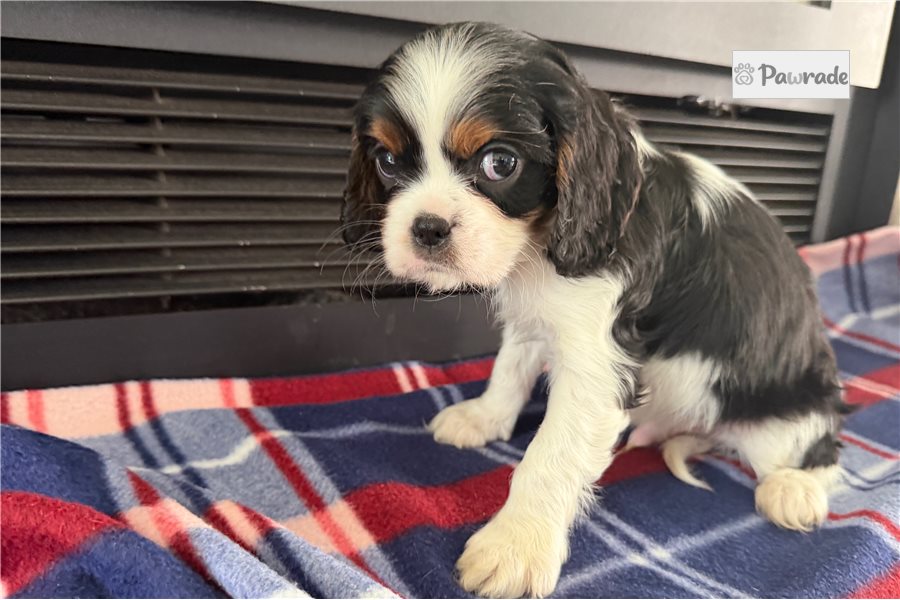 Timmy, male Cavalier King Charles Spaniel puppy for sale