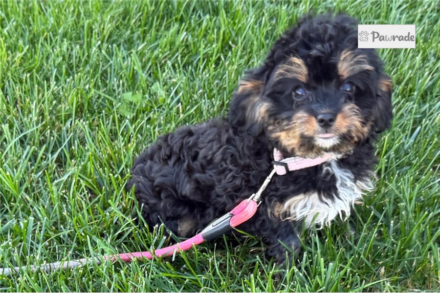 Sass - Cavapoo for sale