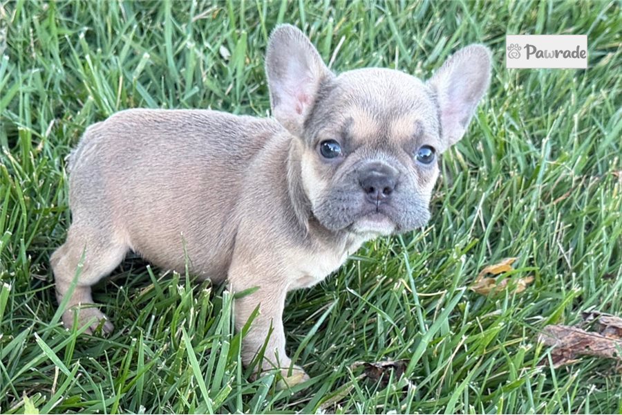 Zoey - French Bulldog for sale