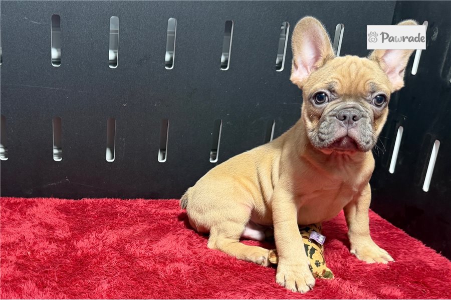 Easton, male French Bulldog puppy for sale