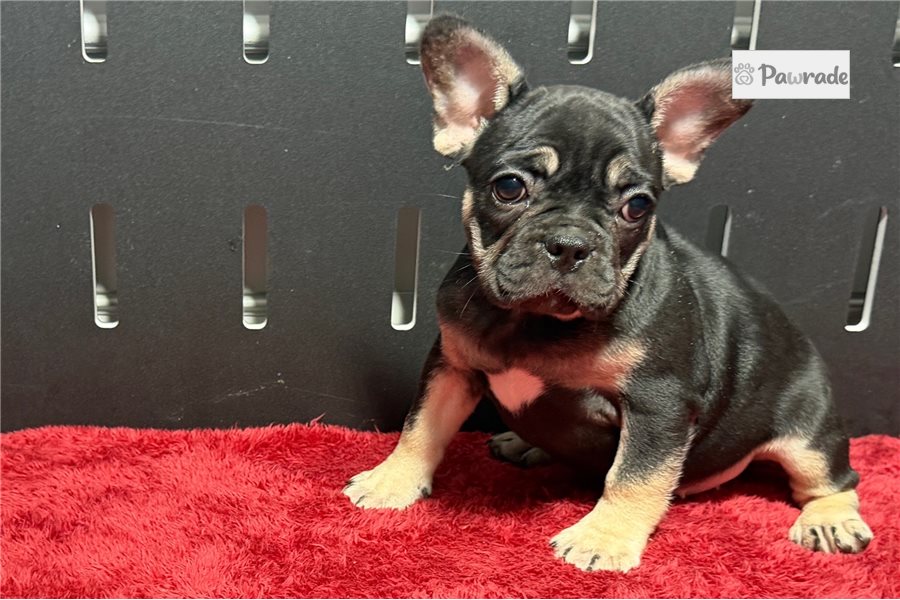 Gemma - French Bulldog for sale