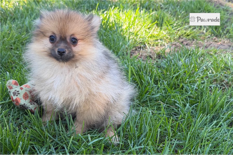 Cassius - Pomeranian for sale