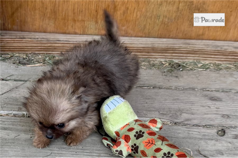 Bentley - Pomeranian for sale